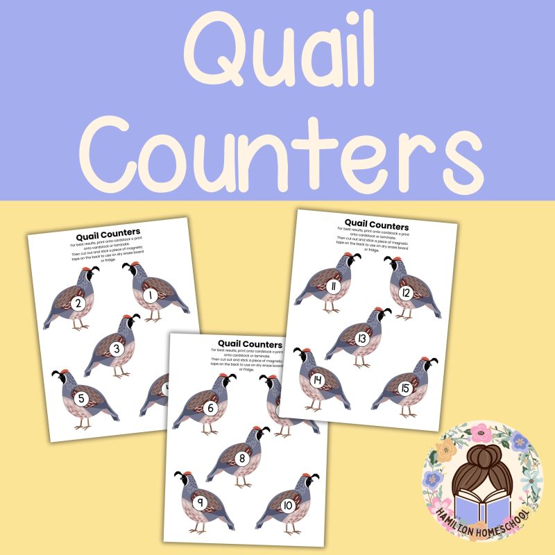 Q is for Quail Preschool Activity Bundle Learning Pack Preschool- Kindergarten Worksheets - Image 2