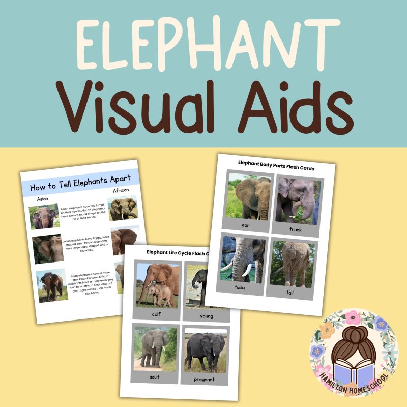 Elephant Nature Study Family Unit - Image 2