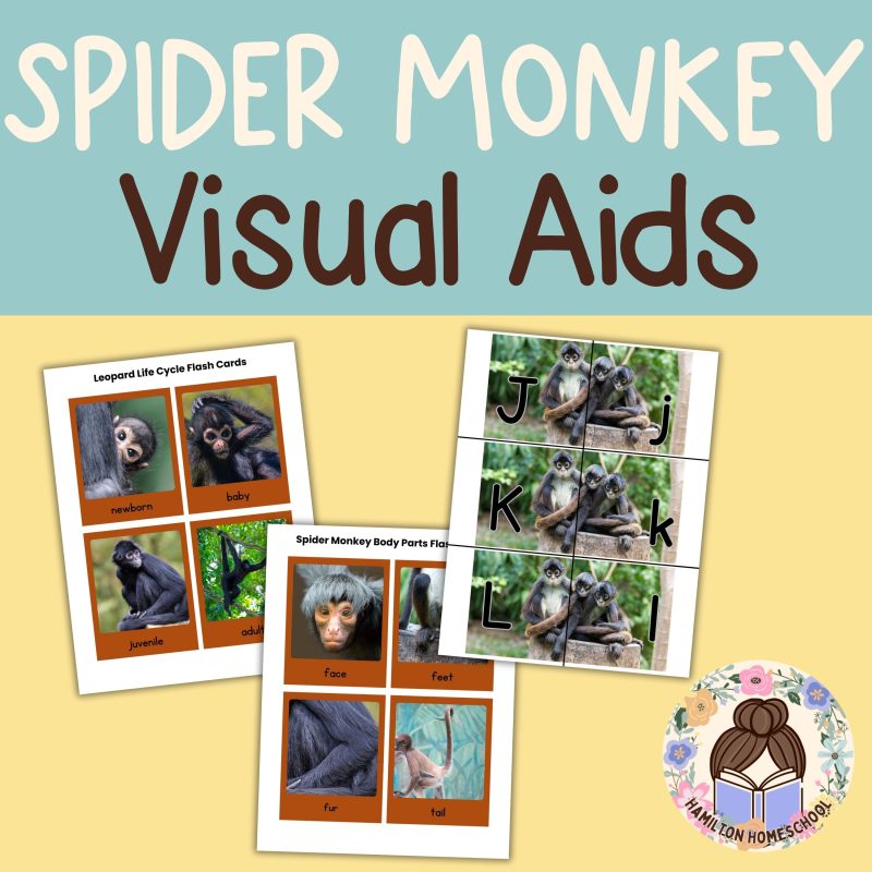 Spider Monkey Nature Study Family Unit Worksheets Activities and Note Pages - Image 2