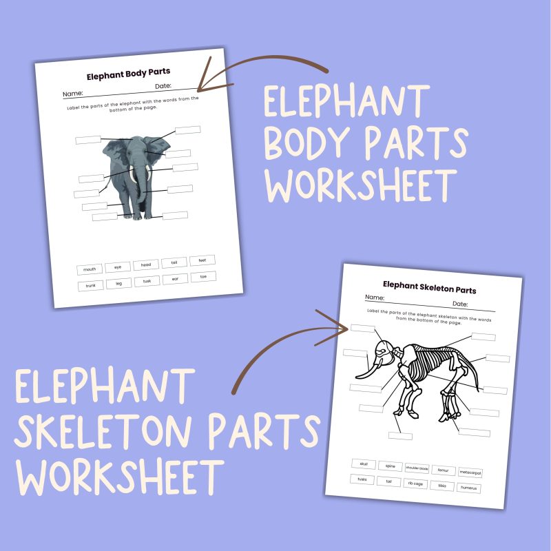 Elephant Nature Study Family Unit - Image 3