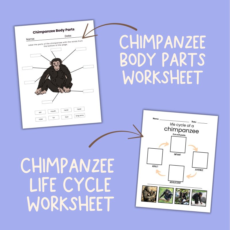 Chimpanzee Nature Study Family Unit Multi Subject Worksheets and Note Pages - Image 3