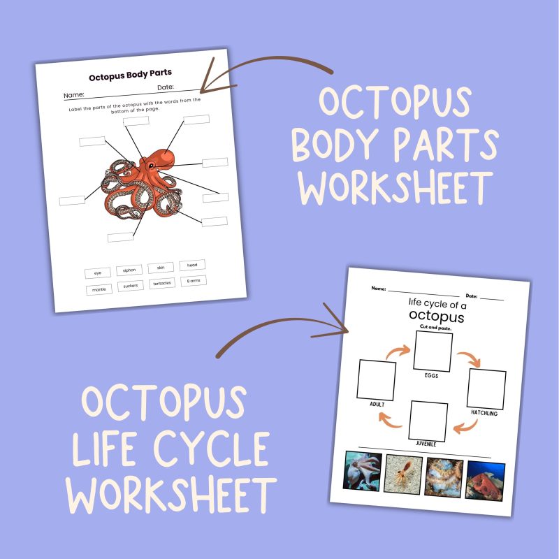 Octopus Nature Study Family Unit Homeschool Science Multi Subject - Image 3