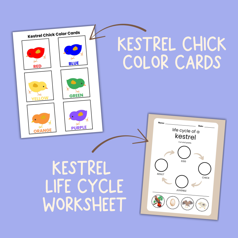 K is for Kestrel Preschool Activity Bundle - Image 3
