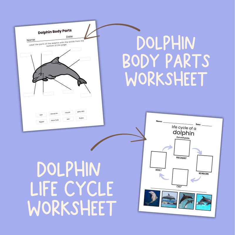 Dolphin Nature Study Family Unit Animal Science Ocean Mammal - Image 3