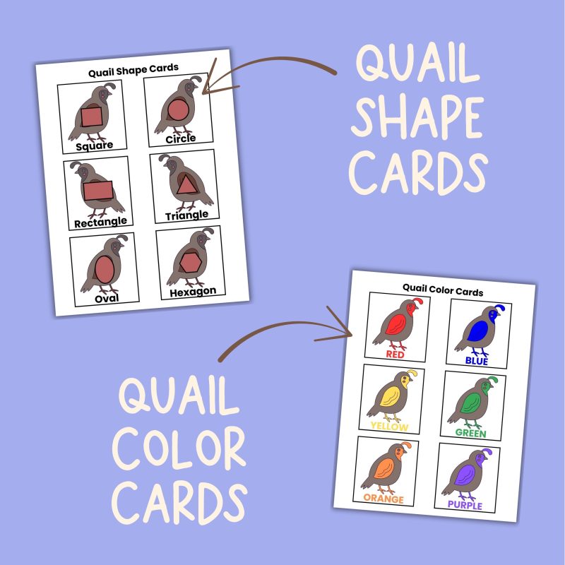 Q is for Quail Preschool Activity Bundle Learning Pack Preschool- Kindergarten Worksheets - Image 3