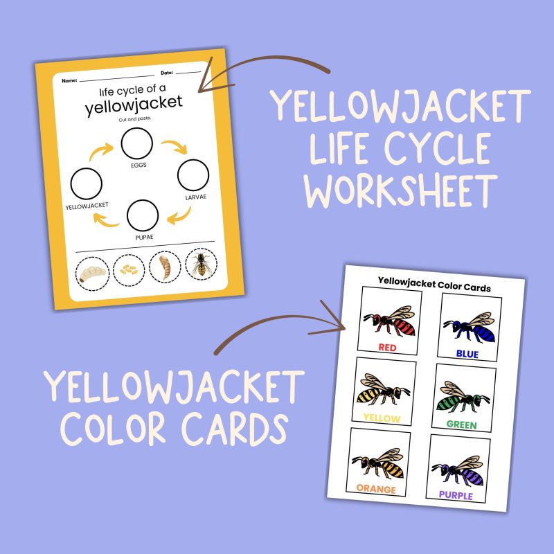 Y is for Yellowjacket Preschool Activity Sheet Bundle Pre-K Kindergarten Yellow Jacket Wasp Activity - Image 3