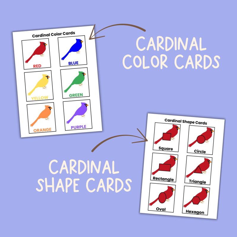 C is for Cardinal Preschool Worksheets Pre K Kindergarten Activity Sheets Bird Life Cycle - Image 3