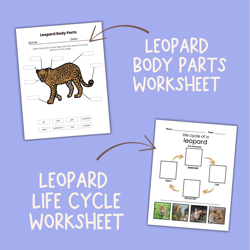 Leopard Nature Study Family Unit Worksheets Activities and Note Pages - Image 3