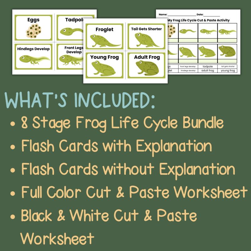 Frog Life Cycle Bundle Worksheet and Cards - Image 4