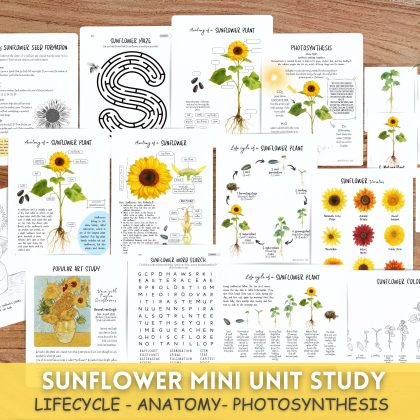 Sunflower Mini Unit,Fall Homeschool printable,Sunflower Lifecycle and anatomy