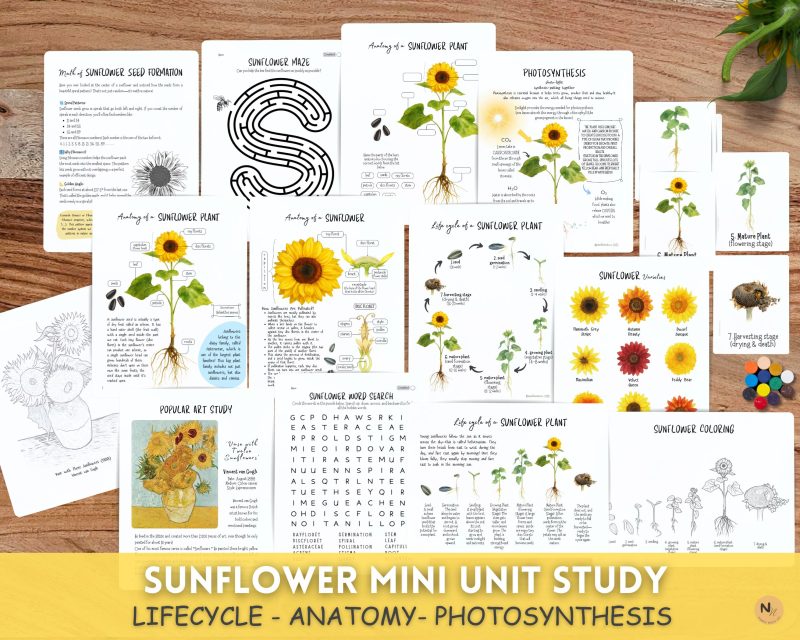 Sunflower Mini Unit,Fall Homeschool printable,Sunflower Lifecycle and anatomy