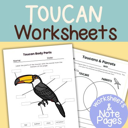 Toucan Nature Study Family Unit Rainforest Bird Worksheets