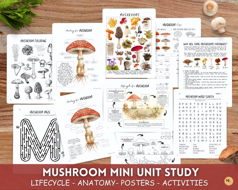Mushroom Mini unit, Fungi learning pack, Fall Homeschool printable