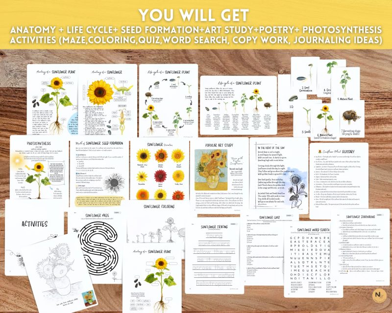 Sunflower Mini Unit,Fall Homeschool printable,Sunflower Lifecycle and anatomy - Image 2
