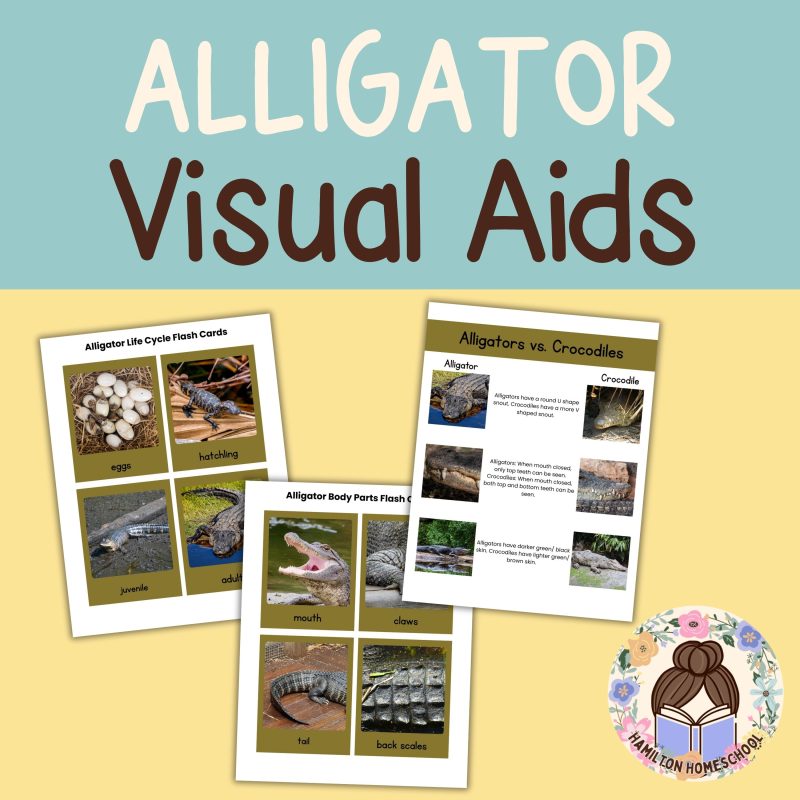Alligator Nature Study Family Unit Worksheets Activities and Note Pages - Image 2