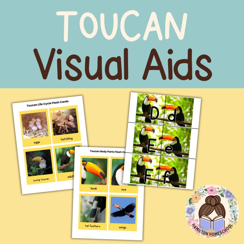 Toucan Nature Study Family Unit Rainforest Bird Worksheets - Image 2
