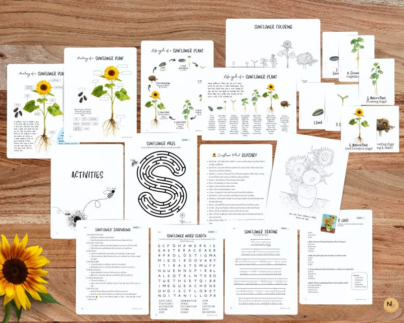 Sunflower Mini Unit,Fall Homeschool printable,Sunflower Lifecycle and anatomy - Image 3