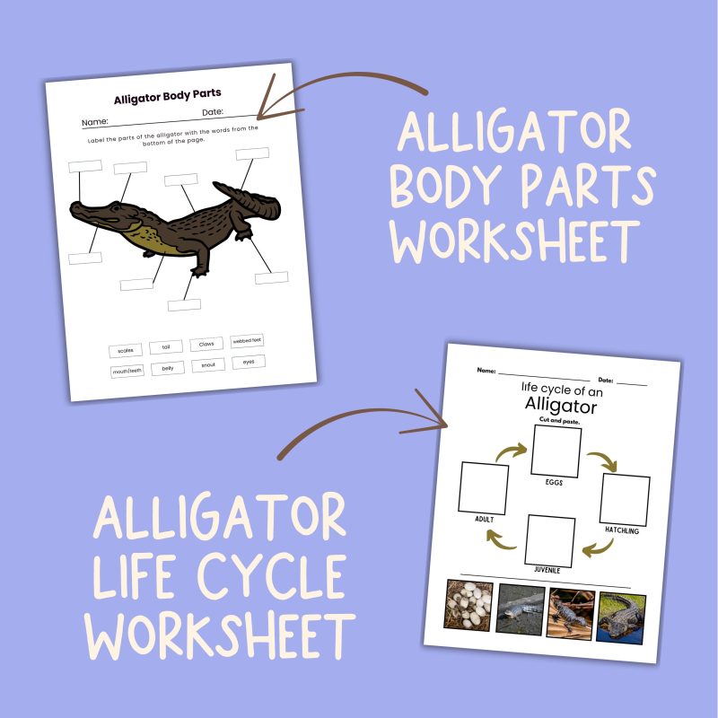 Alligator Nature Study Family Unit Worksheets Activities and Note Pages - Image 3