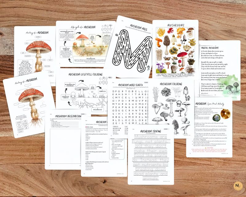 Mushroom Mini unit, Fungi learning pack, Fall Homeschool printable - Image 3