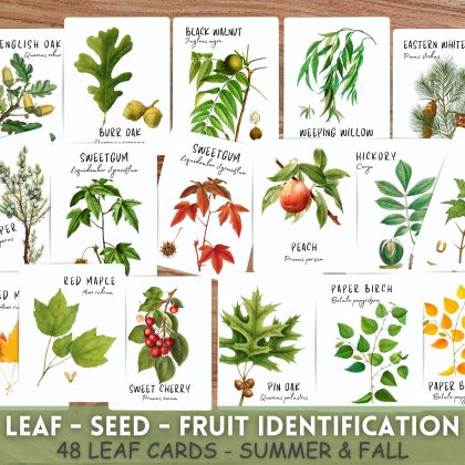 Tree Leaf Identification cards,Fall Leaf cards,Leaf flash cards