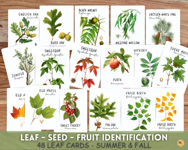 Tree Leaf Identification cards,Fall Leaf cards,Leaf flash cards
