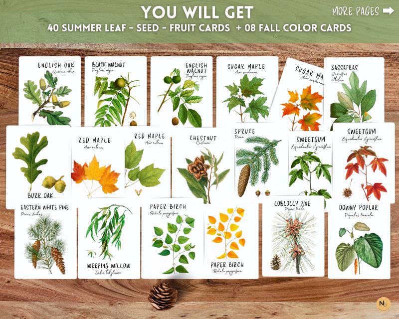 Tree Leaf Identification cards,Fall Leaf cards,Leaf flash cards - Image 2