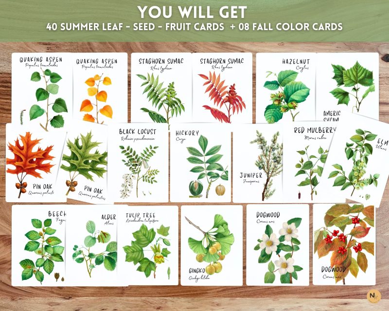 Tree Leaf Identification cards,Fall Leaf cards,Leaf flash cards - Image 3
