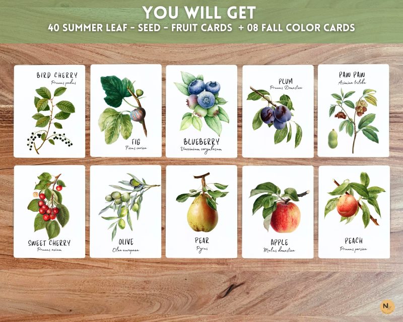 Tree Leaf Identification cards,Fall Leaf cards,Leaf flash cards - Image 4
