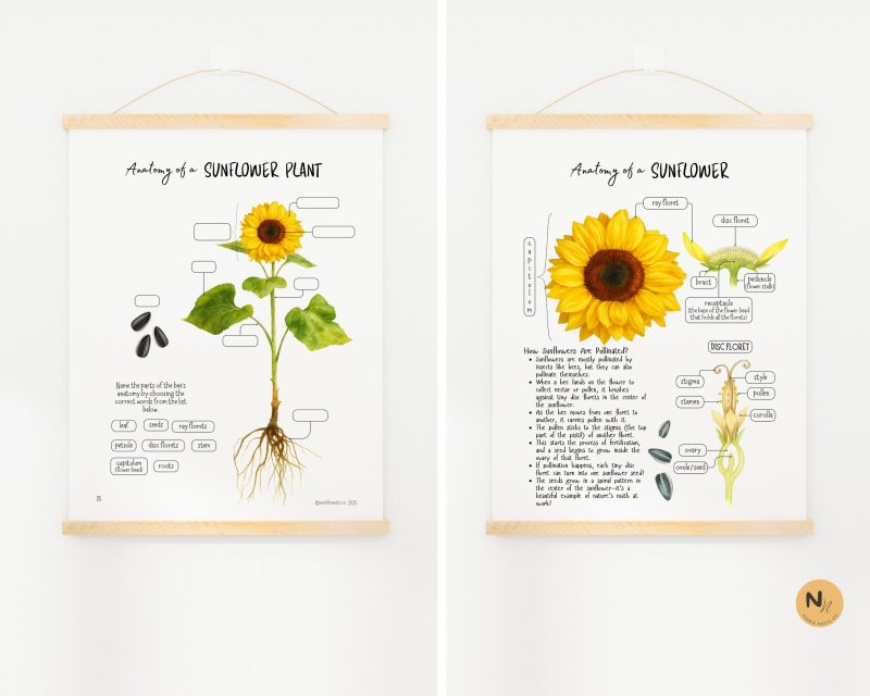 Sunflower Mini Unit,Fall Homeschool printable,Sunflower Lifecycle and anatomy - Image 4