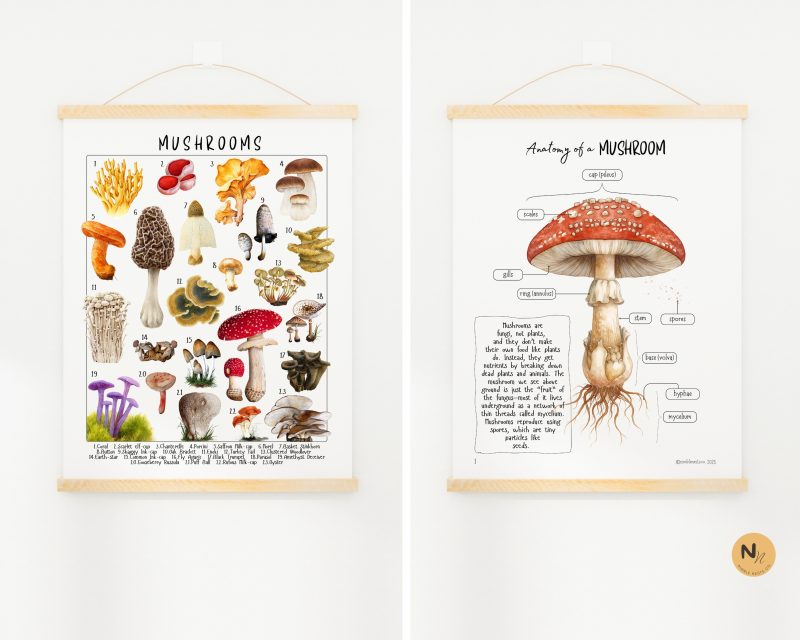 Mushroom Mini unit, Fungi learning pack, Fall Homeschool printable - Image 4