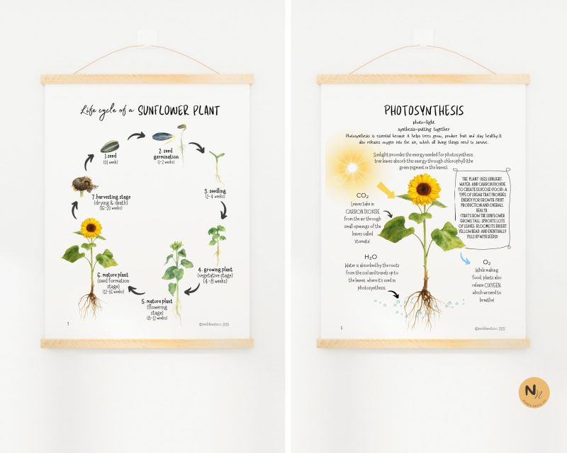 Sunflower Mini Unit,Fall Homeschool printable,Sunflower Lifecycle and anatomy - Image 5