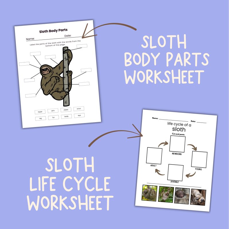 Sloth Nature Study Family Unit Rainforest Worksheets - Image 3