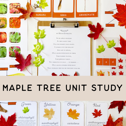 Maple Tree Unit Study