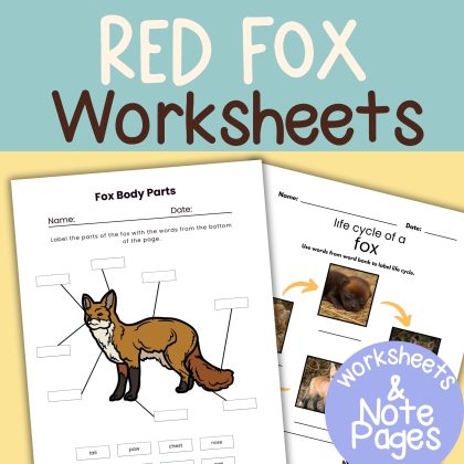 Red Fox Nature Study Family Unit Animal Science