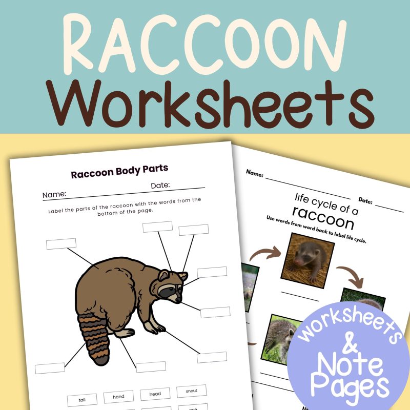 Raccoon Nature Study Family Unit Forest Worksheets and Activities