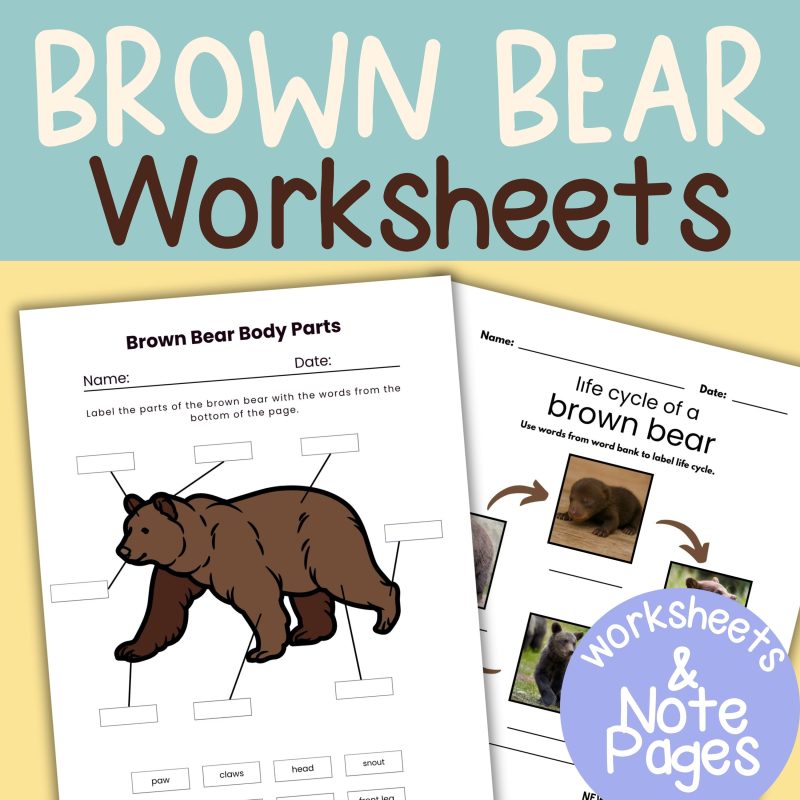 Brown Bear Nature Study Family Unit Worksheets and Note Pages
