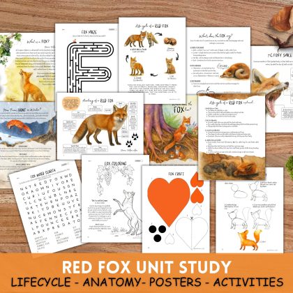 RED FOX Unit Study: Red Fox anatomy, Life cycle, Fall activities, Fall Unit, Fall Animals unit