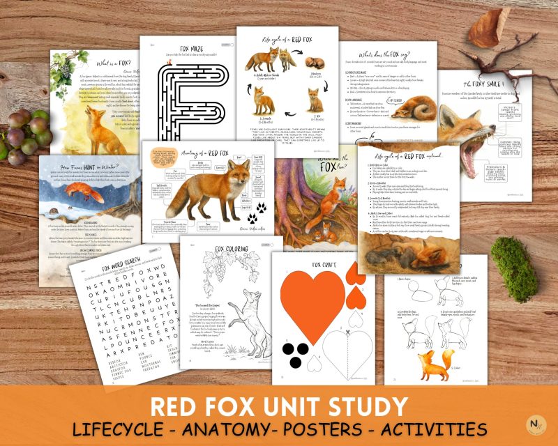 RED FOX Unit Study: Red Fox anatomy, Life cycle, Fall activities, Fall Unit, Fall Animals unit