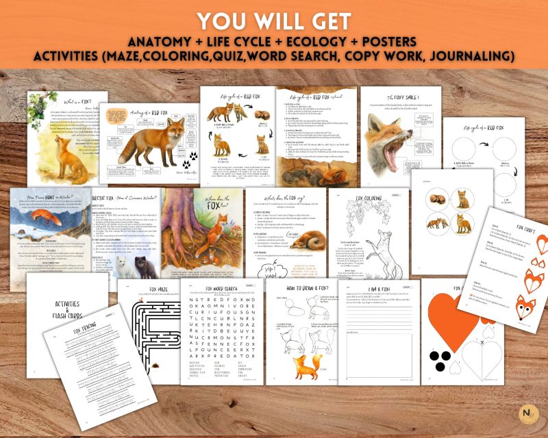 RED FOX Unit Study: Red Fox anatomy, Life cycle, Fall activities, Fall Unit, Fall Animals unit - Image 2