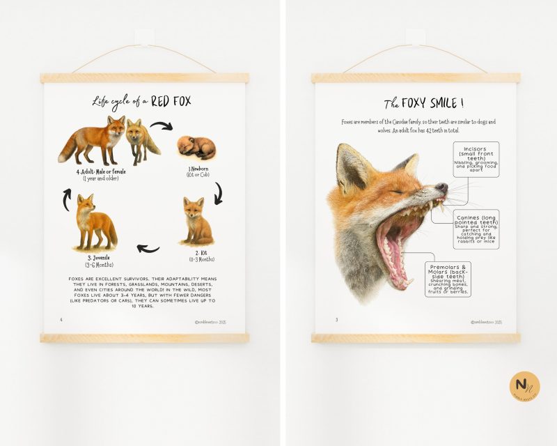 RED FOX Unit Study: Red Fox anatomy, Life cycle, Fall activities, Fall Unit, Fall Animals unit - Image 3
