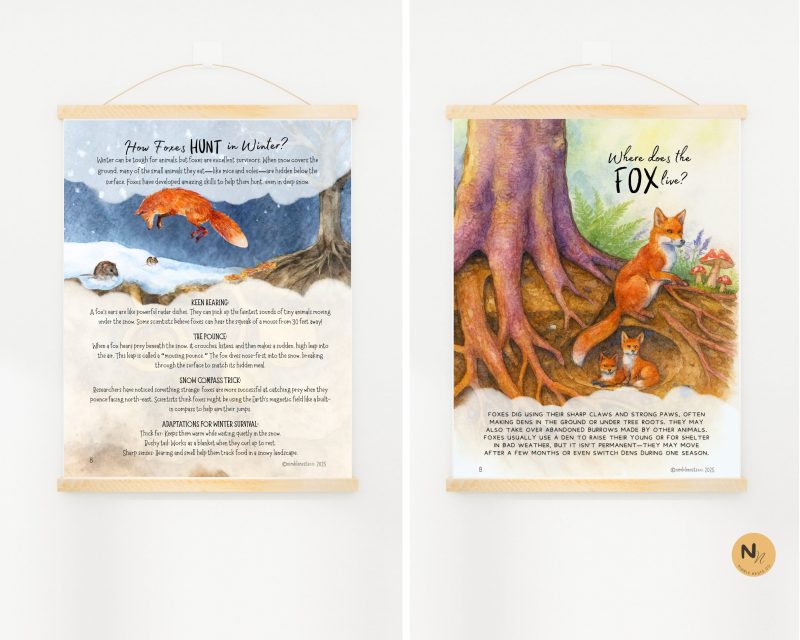 RED FOX Unit Study: Red Fox anatomy, Life cycle, Fall activities, Fall Unit, Fall Animals unit - Image 4