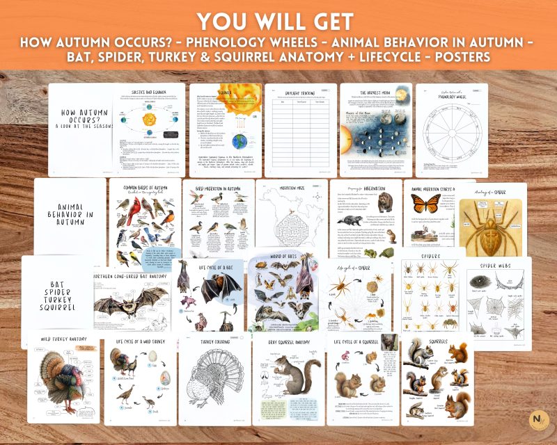 Autumn Unit Study: Squirrel, Bat, Turkey & Spider study - Mushroom, Apple & Sunflower,Fall Activity - Image 3