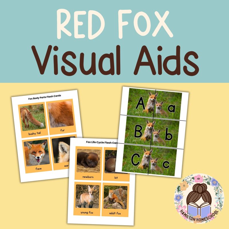 Red Fox Nature Study Family Unit Animal Science - Image 2