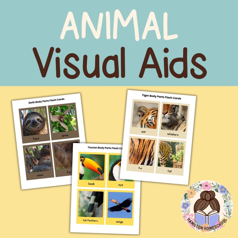 Rain Forest Animal Nature Study Bundle Tiger, Sloth and Toucan - Image 2