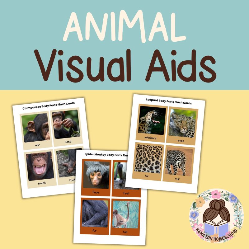 Jungle Animal Nature Study Bundle Leopard, Chimpanzee and Spider Monkey - Image 2