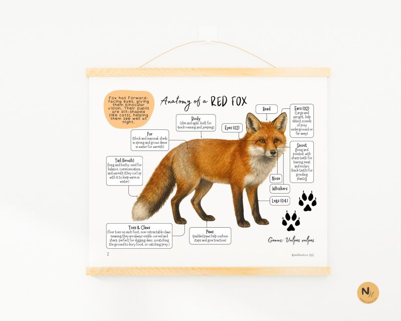 RED FOX Unit Study: Red Fox anatomy, Life cycle, Fall activities, Fall Unit, Fall Animals unit - Image 5