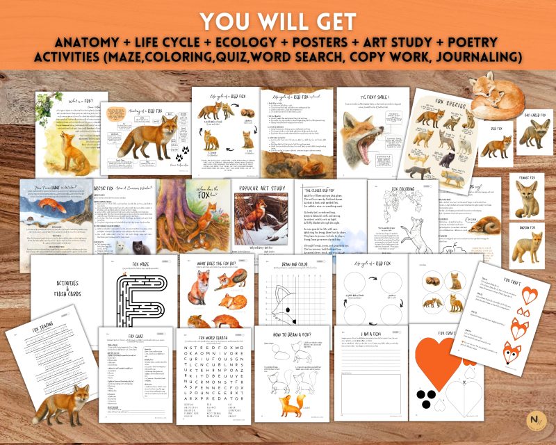 Foxes Unit Study: Fox Anatomy, Red Fox Life cycle, Fox species, Fox Homeschool printable, Fall Unit - Image 2