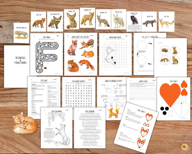 Foxes Unit Study: Fox Anatomy, Red Fox Life cycle, Fox species, Fox Homeschool printable, Fall Unit - Image 5