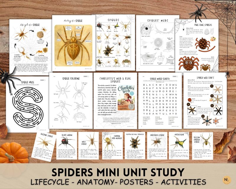 Spider Unit Study: Anatomy, Lifecycle, Webs, Craft, Fall unit, Fall activity