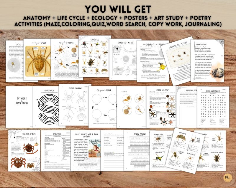 Spider Unit Study: Anatomy, Lifecycle, Webs, Craft, Fall unit, Fall activity - Image 2